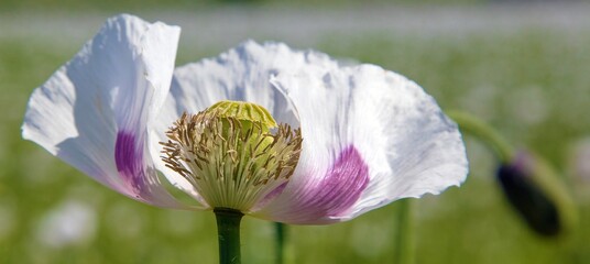 white opium poppy flower, in latin papaver somniferum - obrazy, fototapety, plakaty