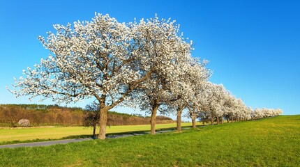 road and alley of flowering cherry trees in latin Prunus cerasus