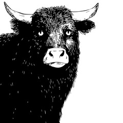 cow silhouette, bull, cow black, cow silhouette, bull, cow head.