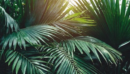 tropical palm leaf forest nature background dark color toned