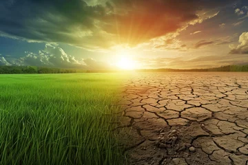 Muurstickers Field from green grass to thirsty. problem of global warming. Generative AI © alphaspirit
