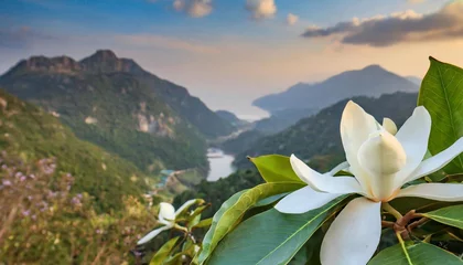 Gordijnen magnolia flower of the valley © Richard