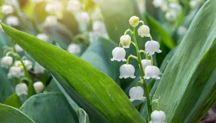 Poster beautiful small white flowers of spring plant a poisonous plant with green leaves lily of the valley convallaria majalis background for spring time © Richard