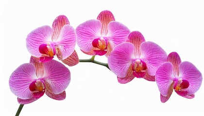 Fototapeta na wymiar pink orchid flower isolated on white background with clipping path for design