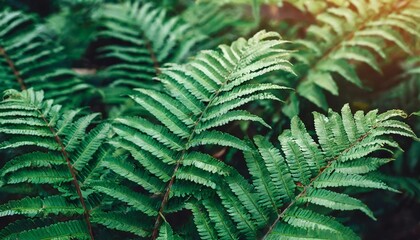 Fototapeta na wymiar abstract green fern leaf texture nature background tropical leaf
