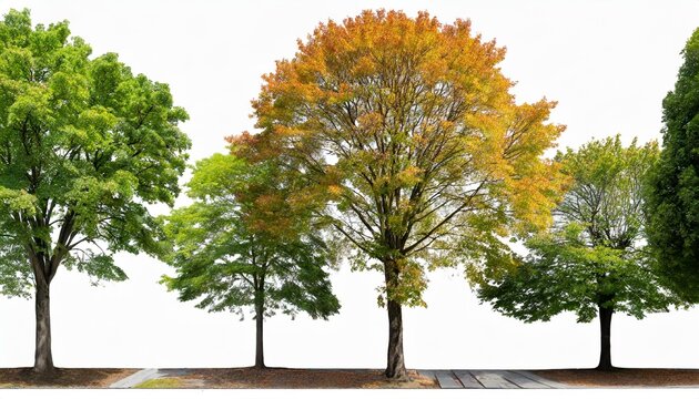 set of 6 small and middle trees sycamore platanus street maple trees isolated png on a transparent background 8k perfectly cutout