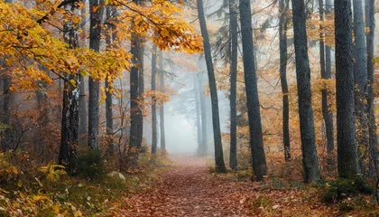 Foto op Aluminium beautiful foggy autumn mysterious forest with pathway forward footpath among high trees with yellow leaves © Richard