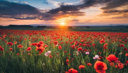 Gordijnen sunset over poppy field © Richard
