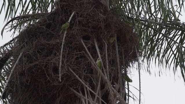 breeding colony of monk parakeets, Myiopsitta monachus, also Quaker parrot at their sociable nest in a tropical tree along the Transpantaneira in the swamps of the Pantanal wetlands, Brazil.