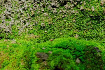 Close up of moss texture in rainforest