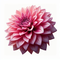 Pink Dahlia Flower isolated on white background