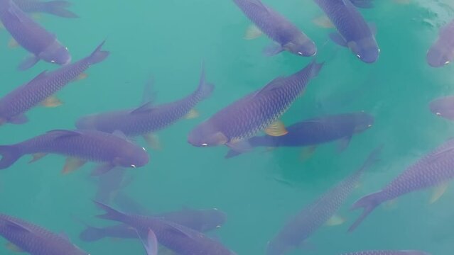 There are many Japanese carp fish swimming in the water. Fish farm. The pond is teeming with a school of large fish.