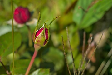 Closeup of a delicate red rose bud on the blurry green background