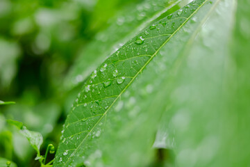 Rain falls on green leaves
