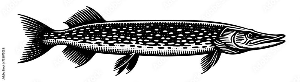 Wall mural pike. vintage woodcut engraving style vector illustration isolated on white.