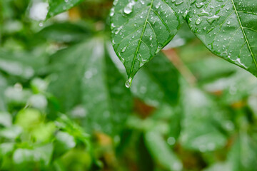 Rain falls on green leaves