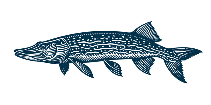 Pike. Vintage woodcut engraving style vector illustration isolated on white.