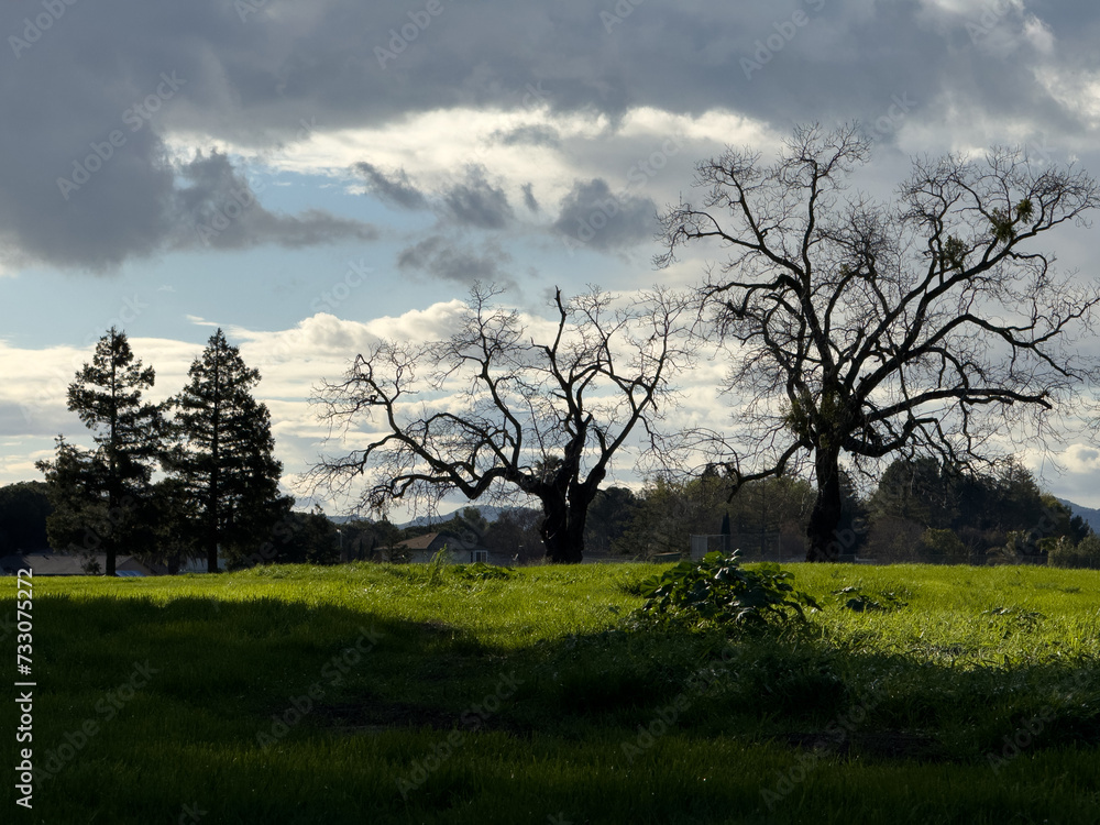 Poster Scenic view of a green field with trees in a park