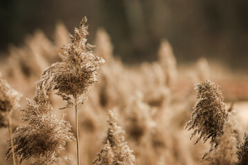 Field of old dried reeds