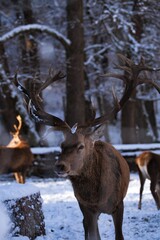 a herd of deer with horns standing in the snow next to a tree