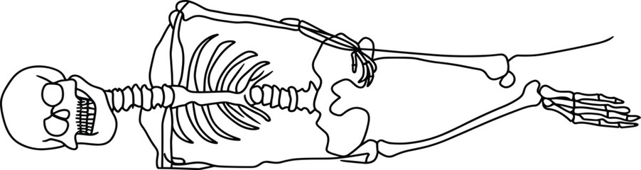 Continuous One Line Drawing of human bone, anatomy, skeleton, medical, illustration