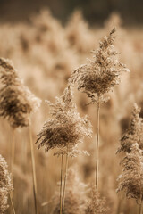 Field of old dried reeds