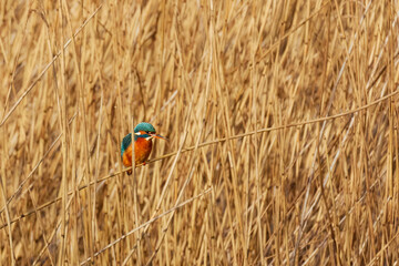 Kingfisher perching on reeds