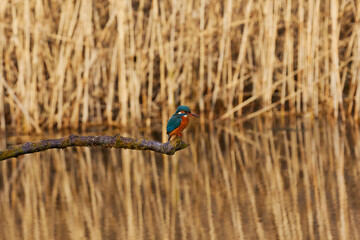 kingfisher in Reed Bed