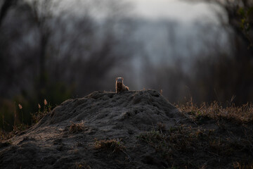 small white animal on top of a mound of sand in front of trees