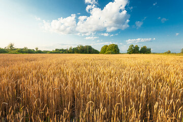 Golden wheat field and white cloud on blue sky, July day