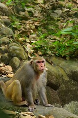 Monkey perched on rock covered in stones