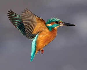 Common kingfisher (Alcedo atthis)