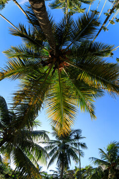Coconut fruits grow on tree © lzf