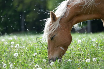Pusteblumenpferd. Portrait eines schönen Pferdes mit geschlossenen Augen inmitten von Pusteblumen
