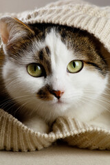 portrait of a cat with a eyes