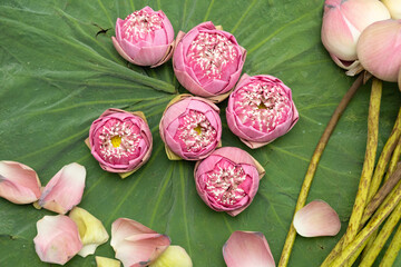 The pink lotus flower is selected only for its buds and beautifully carved petals for worshiping