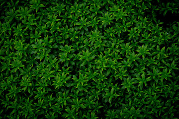 Green image of a tree planted as a bush in the garden. Looking at it, it feels comfortable and refreshing. It makes me feel close to nature and relieves fatigue. - obrazy, fototapety, plakaty