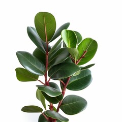 Obraz premium Rubber fig isolated on a white background. AI-generated.