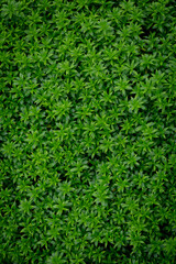 Green image of a tree planted as a bush in the garden. Looking at it, it feels comfortable and refreshing. It makes me feel close to nature and relieves fatigue.