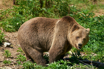 Braunbär in Kroatien