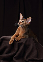 Cute Abyssinian kitten on a brown background