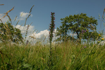Obraz premium Meadow from Czech Republic with protected plant Echium maculatum