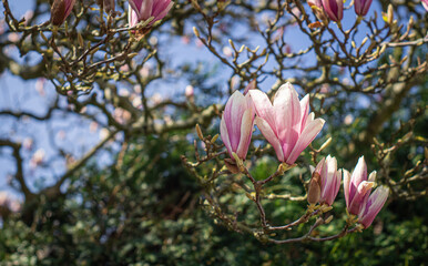 pink magnolia tree