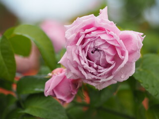 雨上がりのバラ園　ルシエルブルー