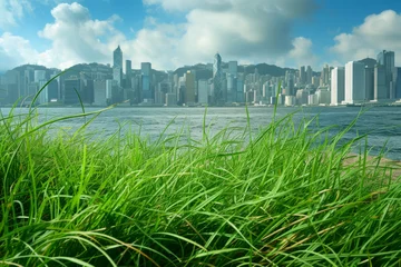 Photo sur Plexiglas Vert Green grass near the  skyline.