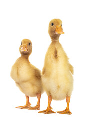 Duo of ten day old Peking Duck chicks, standing facing front. Looking towards camera. Isolated cutout on transparent background.