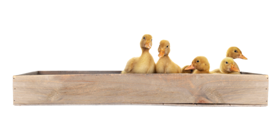 Group of ten day old Peking Duck chicks, standing /  laying in wooden box. Isolated cutout on transparent background.
