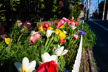 The various colors of tulips are like a natural palette.