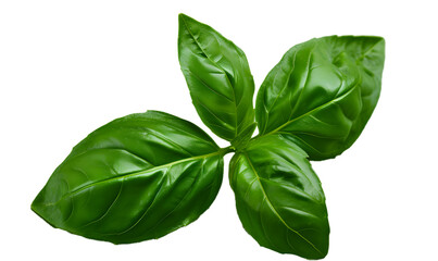 Fototapeta premium A basil leaf, appetizing, authentic, with clear texture