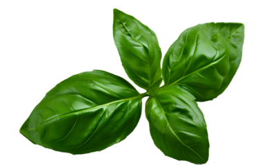 A basil leaf, appetizing, authentic, with clear texture